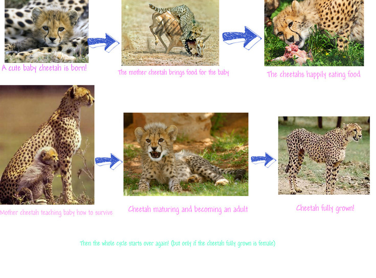 life cycle of a cheetah